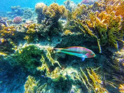 a colorful fish swimming on a coral reef at hassany hotel in Hurghada