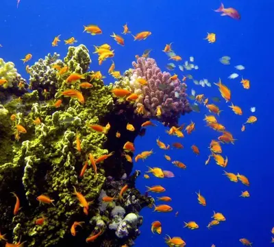 a school of fish on a coral reef at hassany hotel in Hurghada