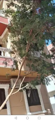 a tree standing in front of a building at room 3 a room in Hostel of 4 rooms in Hurghada