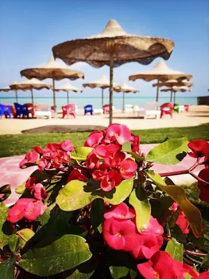a bunch of pink flowers in front of the beach at كذابلانكا بيتش in Hurghada