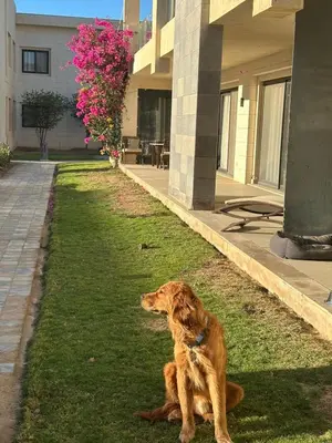 a dog sitting in the grass in front of a building at Elgouna G cribs b-7 first floor in Hurghada