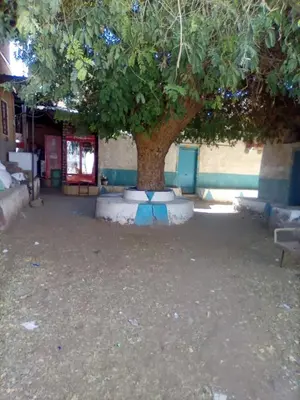 a tree sitting in the middle of a courtyard at هاي موود in Jazīrat Aswān