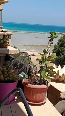 a potted plant sitting on a table next to the beach at Hurhgada concierge at Turtles beach resort in Hurghada