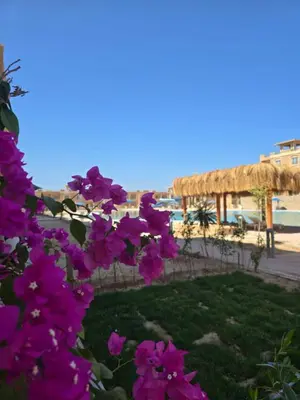 a bunch of purple flowers in front of a beach at Bay View, Sahl Hashish, Hurghada in Hurghada