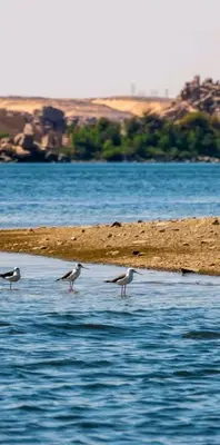 three birds standing in the water on a beach at Shamandora Nubian Guest House in Jazīrat Fīlah