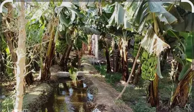 a bunch of bananas hanging from a banana tree at Elbess For Tourism in Jazīrat al ‘Awwāmīyah
