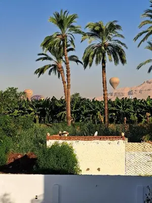 two palm trees in a field with palm trees at Christine Home in Luxor