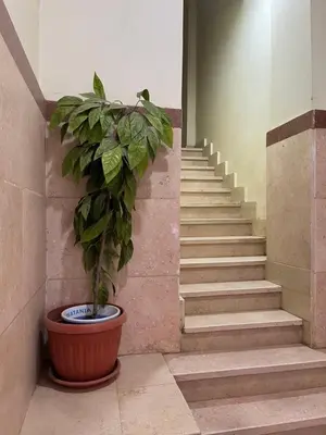 a plant in a pot next to a staircase at Roma Apartment LXR in Luxor