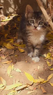 a cat is sitting on some autumn leaves at House of Tranquility in Al Aqālitah