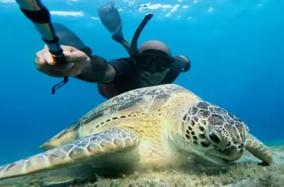 a man with a camera and a turtle under water at Oyster Bay Beach Suites in Marsa Alam