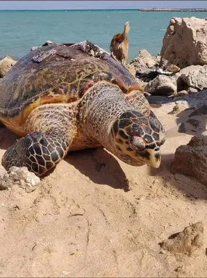 a green sea turtle laying on the beach at Studio in turtels beach e41 in Hurghada