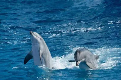 two dolphins playing in the water in the water at رحلات بحرية دولفين وغواصة وجزر in Hurghada
