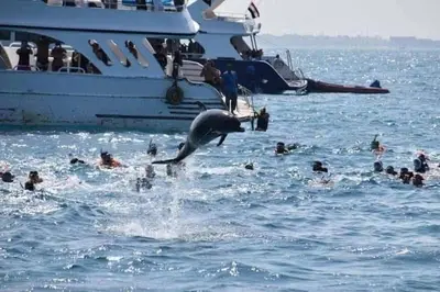 a dolphin jumping out of the water near a group of people at رحلات بحرية دولفين وغواصة وجزر in Hurghada