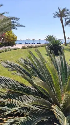 a group of palm trees on the beach at Cecilia Resort Hurghada in Hurghada