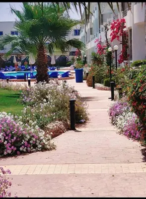 a walkway in front of a resort with flowers at Cecilia Resort Hurghada in Hurghada