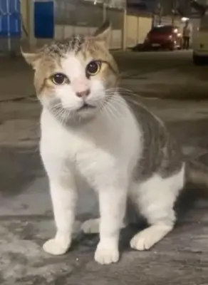 a gray and white cat standing on a street at الجيار in Qena