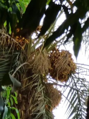 a couple of birds nesting in a tree at Esmerada in Aswan