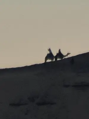 two people riding camels on a hill in the desert at Esmerada in Aswan
