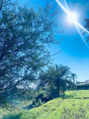 a tree in a field with the sun behind it at el rabia - private rooms in Luxor