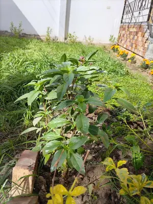 a green plant in the middle of a garden at mariam Garden in Al Aqālitah
