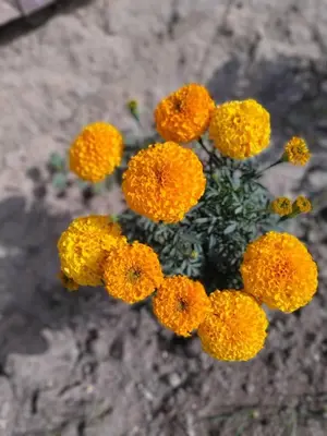a bunch of orange flowers sitting on the ground at mariam Garden in Al Aqālitah