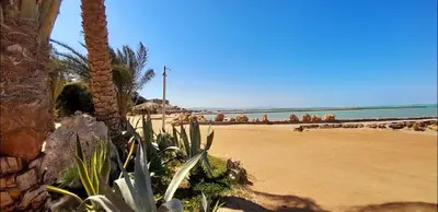 a view of a beach with a palm tree and the ocean at Cozy Seaside 1BR Apartment B4 in Turtles Beach - Hurghada in Hurghada