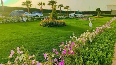 a field of flowers with cars in a parking lot at cecelia resort in Hurghada