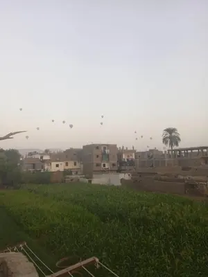 a group of birds flying over a field with buildings at Sun Rise House Luxor in Al Aqālitah