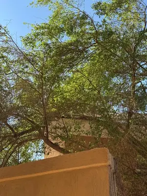 a tree with green leaves on top of a wall at Turtles Beach Resort Al-Ahyaa in Hurghada