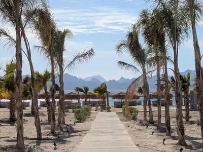 a wooden path on a beach with palm trees at 2BR Pool Front Soma bay Villa Near Mesca Beach in Hurghada