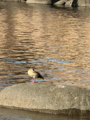 a bird standing on a rock near the water at Nubiana Boat