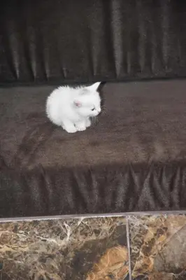 a white kitten sitting on a couch at golden mountain apartments in ‘Ezbet Abu Ḥabashi