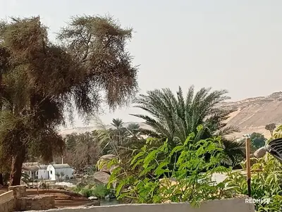 a group of trees and plants in a yard at Sugar Nubian Guest House Nile Vew in Aswan