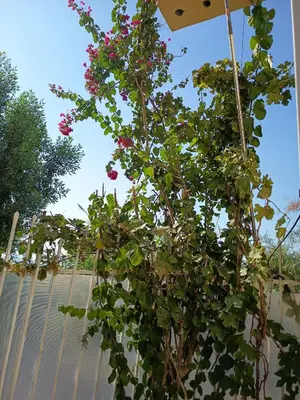a plant with pink flowers growing on a pole at Karima house B in Al Aqālitah