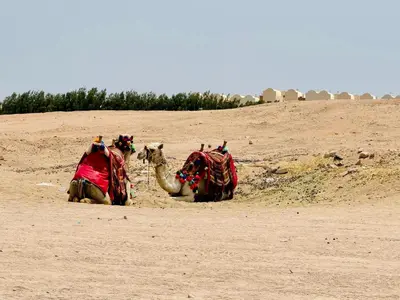 two camels walking down a dirt field with at Casa Esmeralda in Hurghada