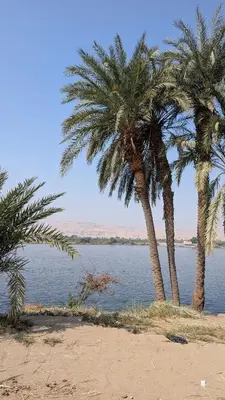 two palm trees on a beach near the water at 2 Karima house B in Al Aqālitah