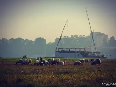 a herd of sheep grazing in a field with a boat at Nile Flower Guesthouse in Luxor