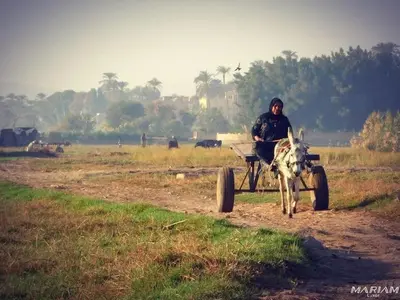 a man driving a horse drawn cart in a field at Nile Flower Guesthouse in Luxor