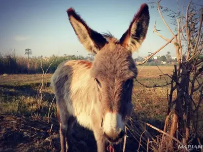 a donkey is standing in a field at Nile Flower Guesthouse in Luxor