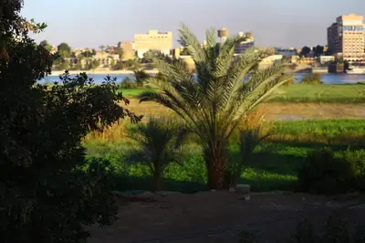 two palm trees in a field with a city in the background at Nile Flower Guesthouse in Luxor