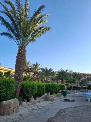 a palm tree in the middle of a park at Palma chalet 169 in Hurghada