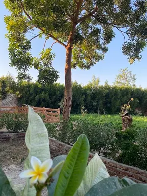 a plant with a yellow and white flower in a garden at Glenholme Country House in ‘Ezbet Abu Ḥabashi