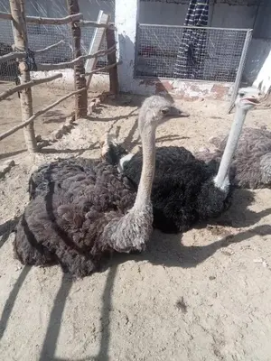 two ostriches laying on the ground in the dirt at The authentic Egyptian house in ‘Ezbet Abu Ḥabashi