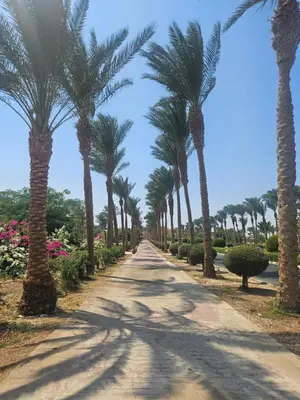 a row of palm trees on a road at Modern apartment with pool view in Port Ghalib in Port Ghalib