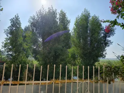 a purple umbrella in the air over a fence at Karima's house B in Al Aqālitah