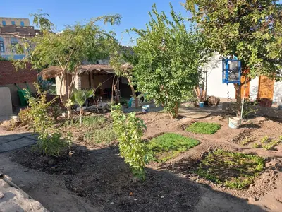 a garden with two trees and a shed at Soul house in Aswan