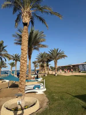 a palm tree in a park next to the beach at Studio in gravity hotel & aquapark hurghada in Hurghada