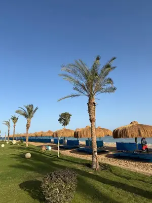 a palm tree and straw umbrellas at a resort at Studio in gravity hotel & aquapark hurghada in Hurghada