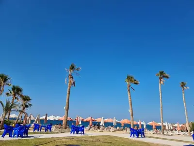 a group of blue chairs on a beach with palm trees at Juliana beach resort in El Gouna