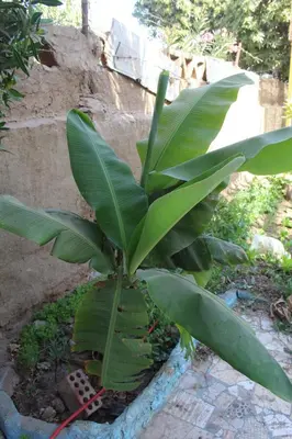 a plant with large green leaves in a garden at Villa-Djorf Westbank in Al Aqālitah